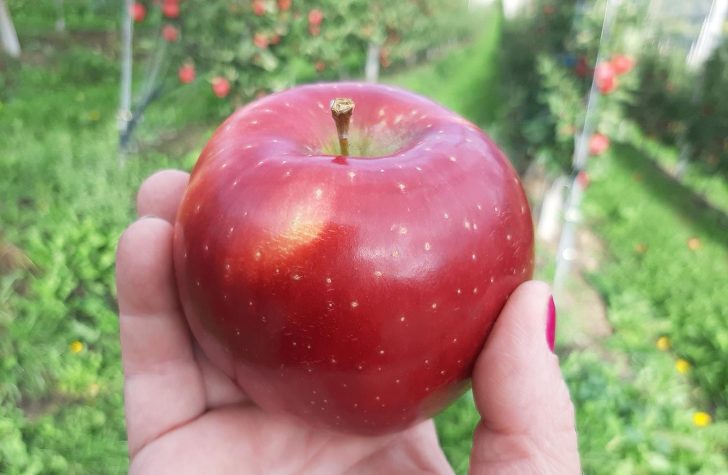 Varietà di mele – Pink Lady