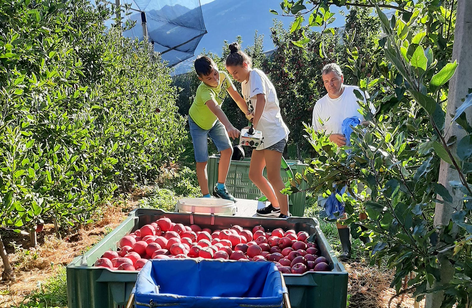 Familie Pircher bei der Apfelernte