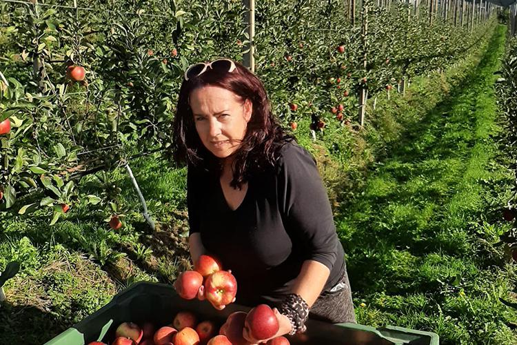 Apfelernte im Spätsommer