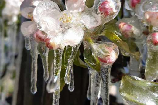 Frostberegnung zur Blütezeit