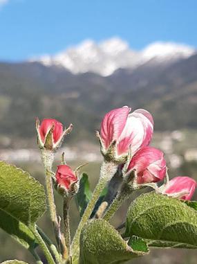 Fiore di mela Fiore di mela