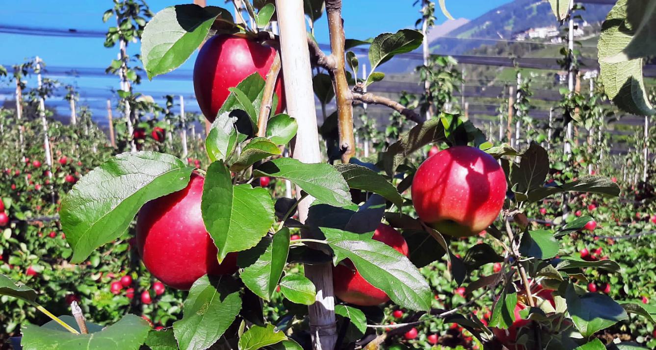 Äpfel leuchten verführerisch am Baum