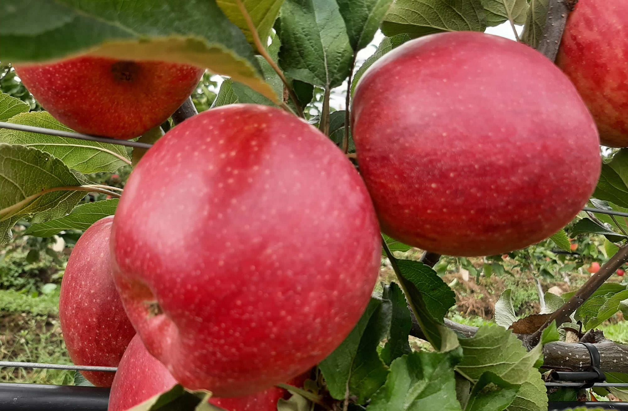 Apfel am Baum