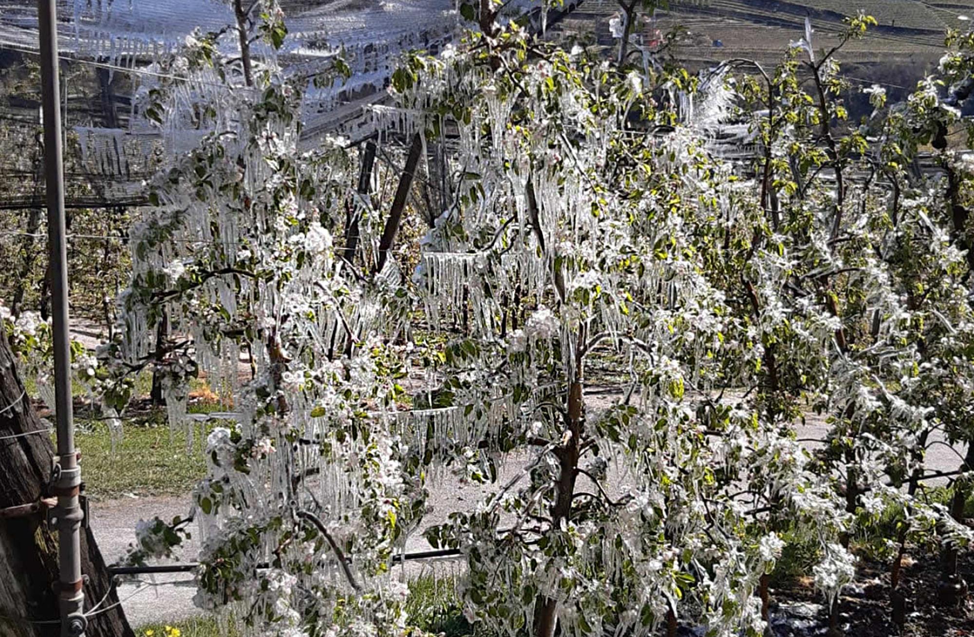 Frostberegnung zur Blütezeit