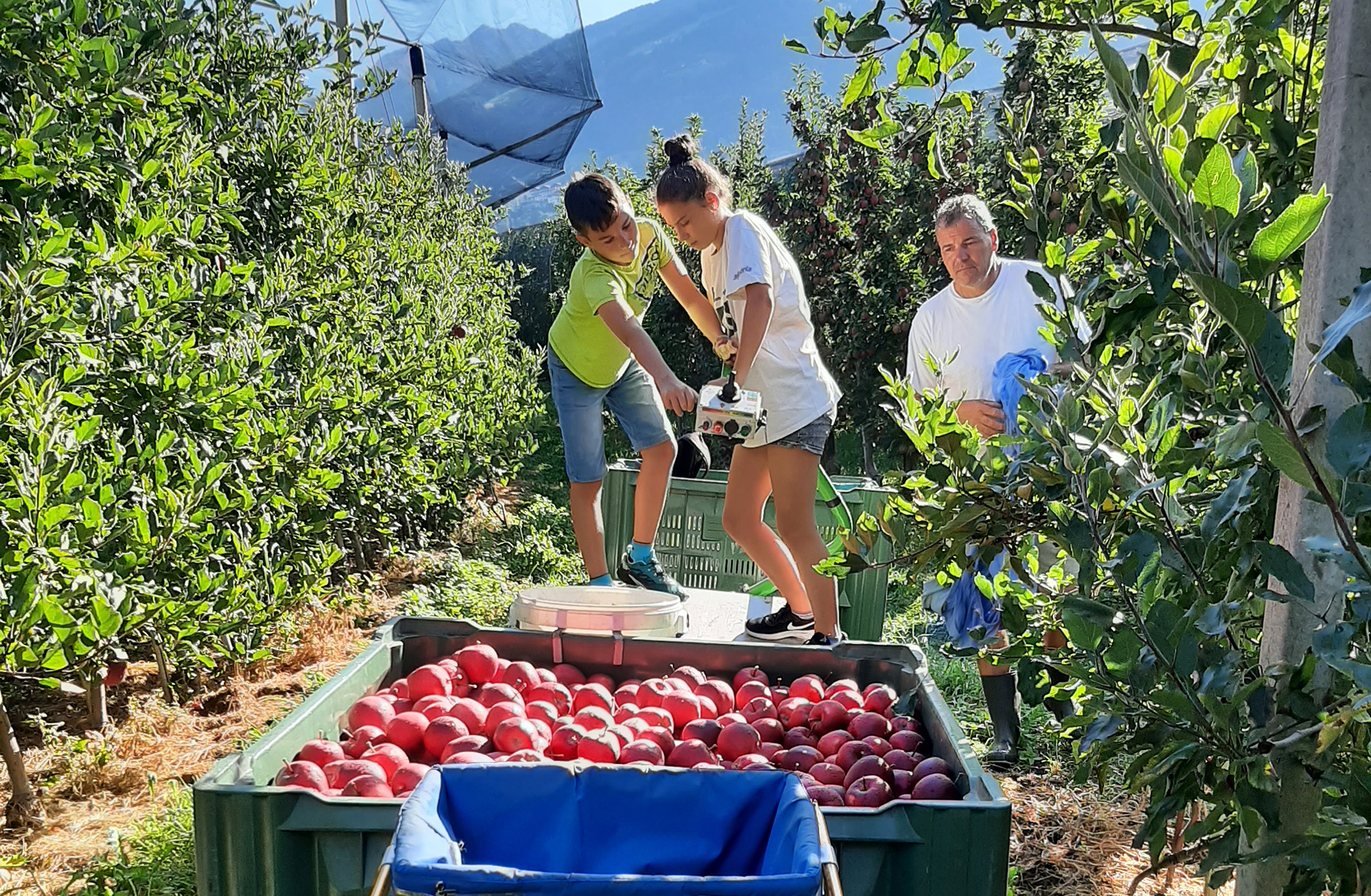 Familie Pircher bei der Apfelernte